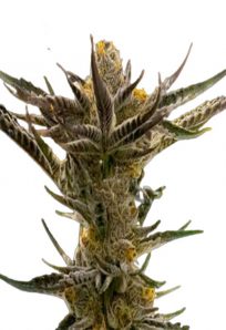 Shishkaberry Kush Feminized Marijuana Seeds