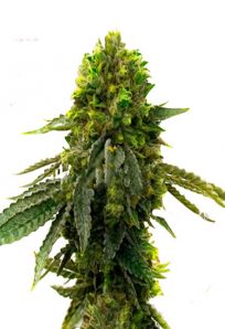 Shiskaberry Punch Feminized Marijuana Seeds