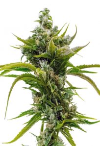 Skunk Diesel Feminized
