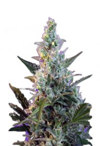 Skunk Fast Version Marijuana Seeds 1