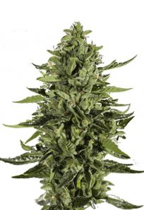 Skywalker Feminized Marijuana Seeds