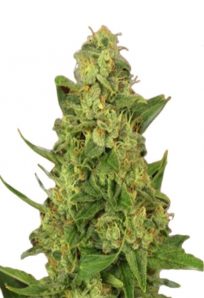 Sour Lemon Feminized Marijuana Seeds