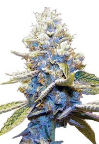 Star Killer Feminized