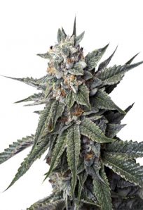 Strawberry Banana Feminized Marijuana Seeds