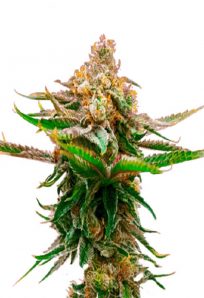Strawberry Feminized Marijuana Seeds