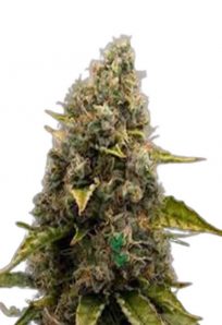 Strawberry Kush Feminized Marijuana Seeds