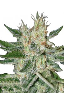 Sugar Black Rose Feminized Marijuana Seeds