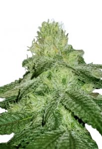 Sugar Kush Fast Version