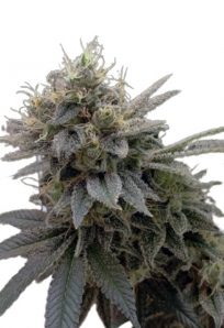Sugar Shack Autoflower