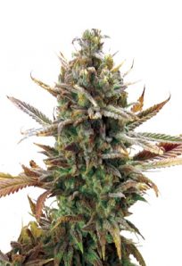 Super Critical Feminized Marijuana Seeds