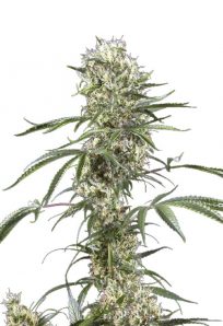 Super Lemon Haze Feminized Marijuana Seeds