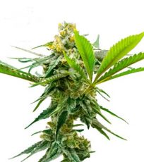 Sweet Island Feminized Marijuana Seeds
