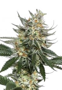 Tangie Feminized Marijuana Seeds