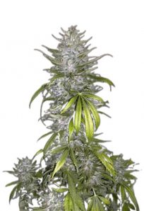 Taskenti Feminized Marijuana Seeds