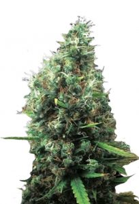 Tijuana Feminized Marijuana Seeds