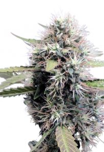 Tokyo OG Feminized