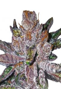 Tropicana Cookies Purple Feminized Marijuana Seeds