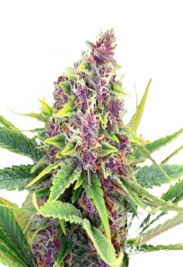 Ultra Violet OG Feminized Marijuana Seeds