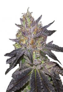 Wedding Cake Feminized Marijuana Seeds 1