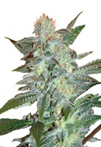 Yumbolt Feminized Marijuana Seeds