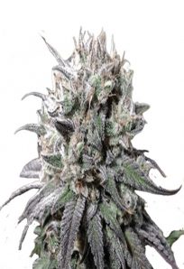 Zombie D.F. Feminized Marijuana Seeds