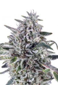 cereal milk auto