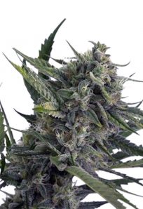 sweet kush auto