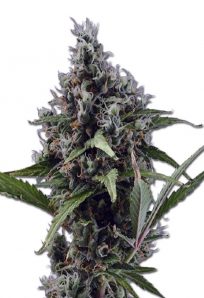 Aloha Auto Marijuana Seeds