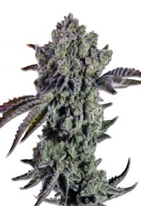 Animal Mint Autoflower Marijuana Seeds