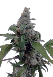 Aurora Auto Marijuana Seeds
