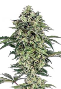 Banana Auto Marijuana Seeds