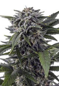 Bubba White Autoflowering Marijuana Seeds