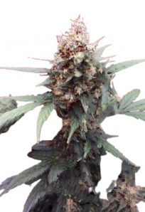 Bubblicious Feminized Marijuana Seeds