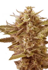 Cafe Racer Feminized