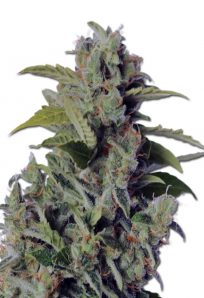 Cherry Kush Autoflowering Marijuana Seeds