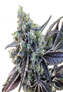 Cookie Dog Autoflowering Marijuana Seeds