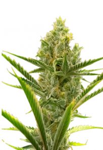 Critical 2 0 Feminized Marijuana Seeds