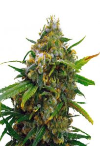 Critical Autoflower Marijuana Seeds