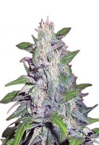 Dwarf King Feminized Marijuana Seeds 1