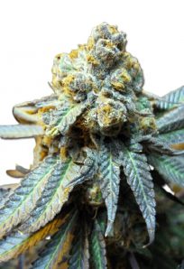 Elephant Auto Marijuana Seeds