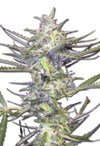 Grape Drink Auto Marijuana Seeds