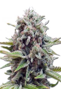 Gravity Auto Marijuana Seeds 1