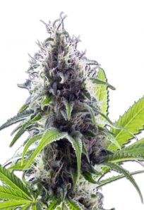 Hawaiian Fire Auto Marijuana Seeds
