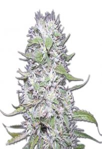 Hawaiian Skunk Auto Marijuana Seeds