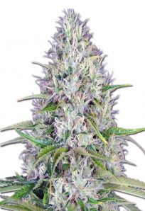 Haze Autoflowering Marijuana Seeds