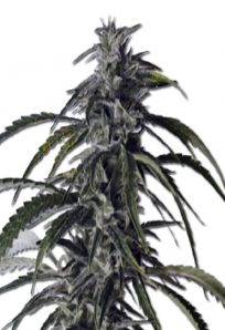 Hippie Crippler Autoflowering Marijuana Seeds