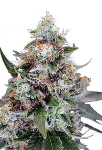 Jilly Bean Feminized Marijuana Seeds