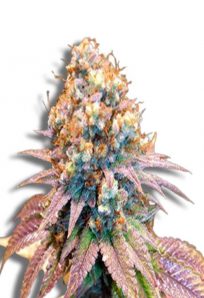 Jungle Juice Autoflower Marijuana Seeds