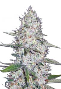 Kali Girl Autoflowering Marijuana Seeds