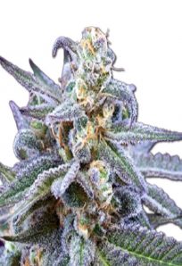 Killer Blue Autoflowering Marijuana Strain